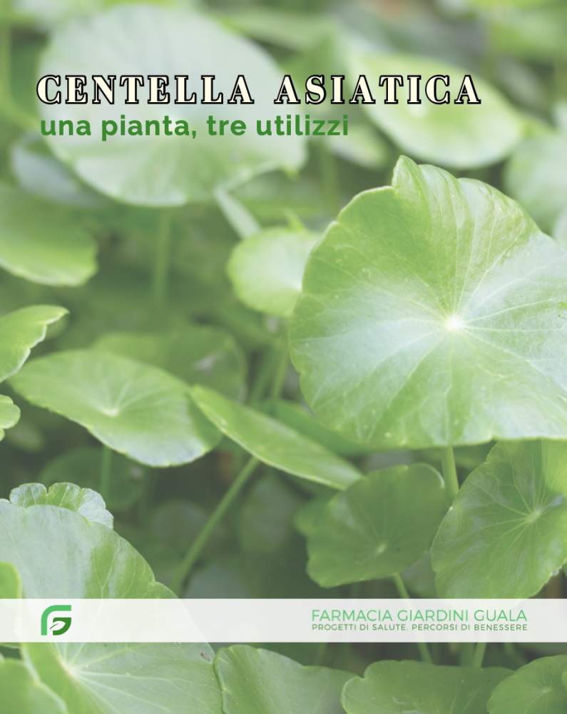 Centella asiatica: una pianta, tre utilizzi